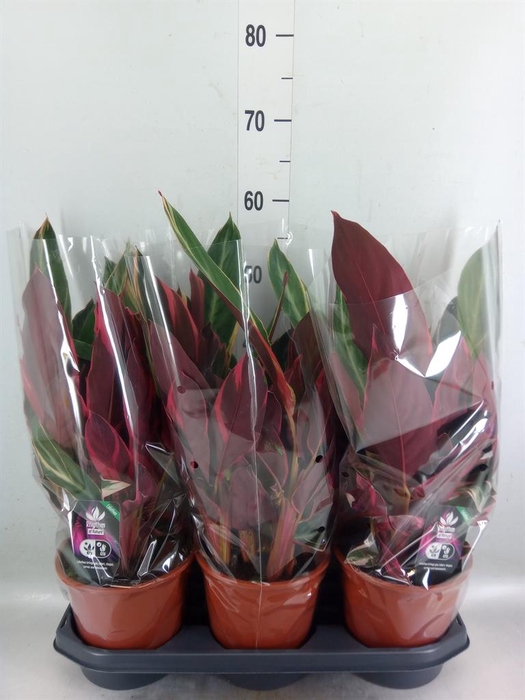<h4>Stromanthe sanguin. 'Triostar'</h4>