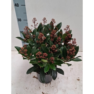Rubella 15cm 20+ bloem