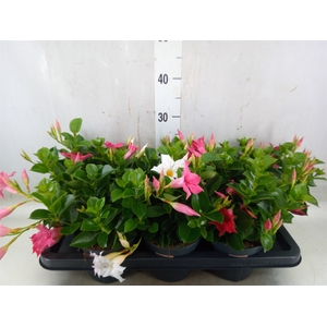 Mandevilla  'Sundavil'   ...mix