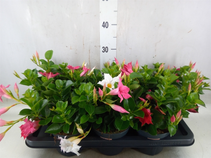 <h4>Mandevilla  'Sundavil'   ...mix</h4>