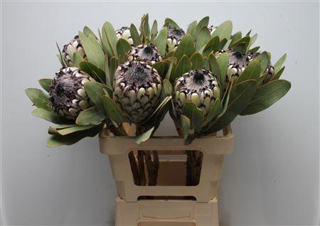 Protea Barbigera Snow Leopard No Leaves