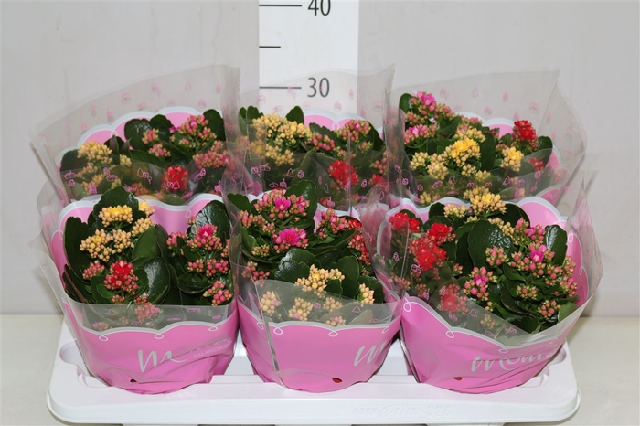 <h4>Kalanchoe Calandiva Carnaval</h4>