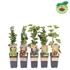 Ribes