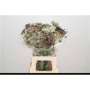 Daucus Carota Dara