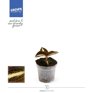 Mimesis Jewel Orchid KARMA Anoectochilus Amber - 7cm