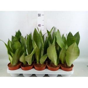 Sansevieria trifa. 'Moonshine'