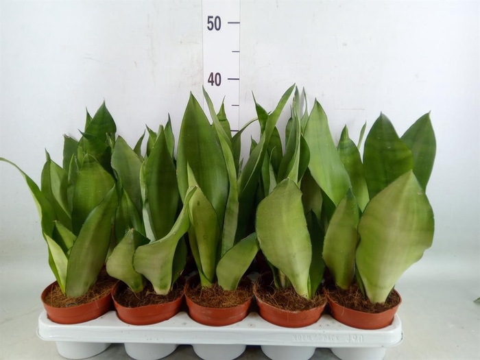 <h4>Sansevieria trifa. 'Moonshine'</h4>
