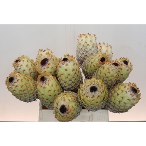 Protea Barbigera White No leaves