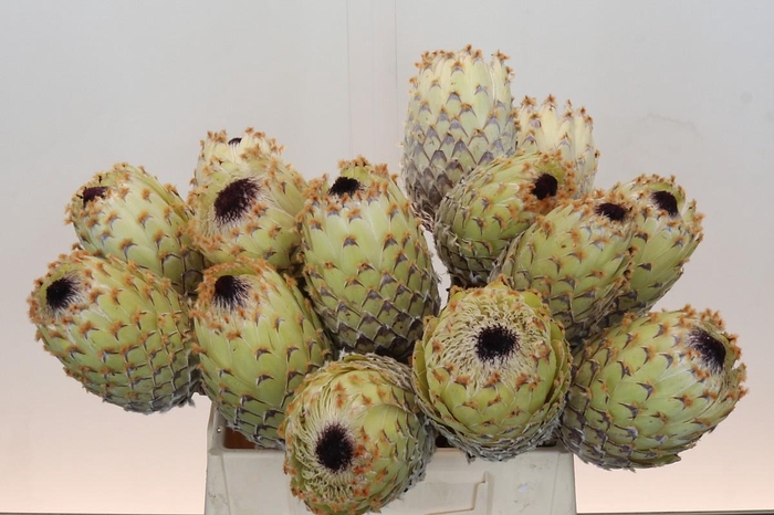 <h4>Protea Barbigera White No leaves</h4>