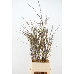 CHAENOMELES APPLE BLOSSOM 140CM