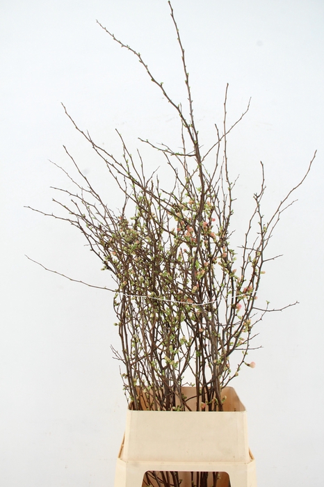 <h4>CHAENOMELES APPLE BLOSSOM 140CM</h4>