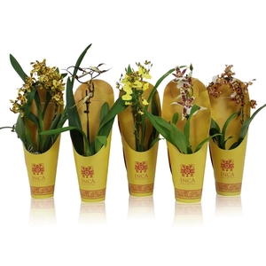 Inca Orchid Sunny Glow mix 1 spike incl. cascade 9 cm in luxury cover