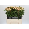 Paeonia Chiffon Parfait
