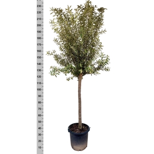OLEA EUROPAEA