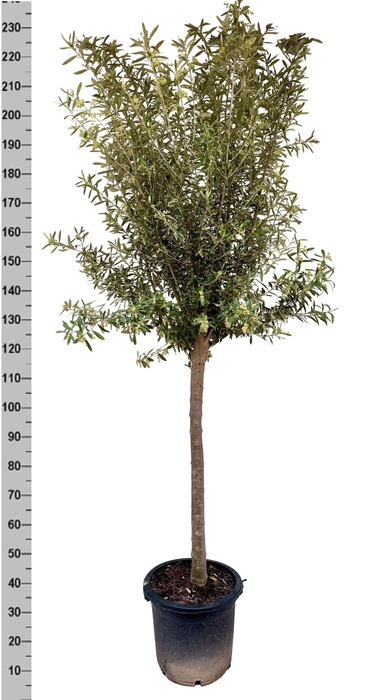<h4>OLEA EUROPAEA</h4>