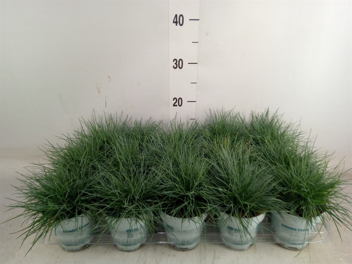 <h4>Festuca glauca 'Compacta Blue'</h4>