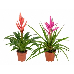 Tillandsia gemengd (Met Hoes)