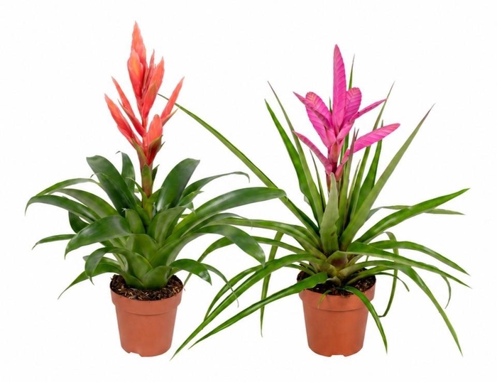 <h4>Tillandsia gemengd (Met Hoes)</h4>