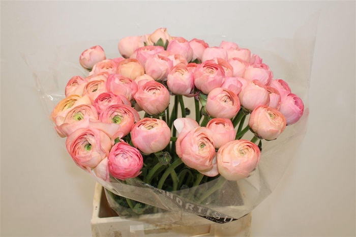 <h4>Ran Cloni Ex Venere</h4>