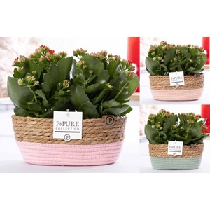 2x Kalanchoe red in P&PURE Fieldbasket 7