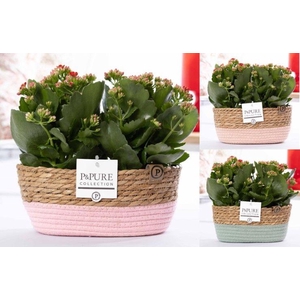 2x Kalanchoe red in P&PURE Fieldbasket 7