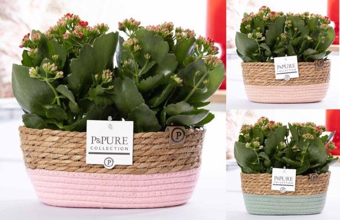 <h4>2x Kalanchoe red in P&PURE Fieldbasket 7</h4>