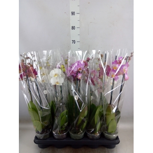 Phalaenopsis   ...mix