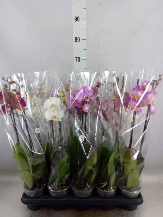 <h4>Phalaenopsis   ...mix</h4>