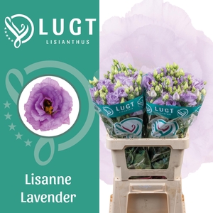Lisianthus Lisanne Lavendel 996