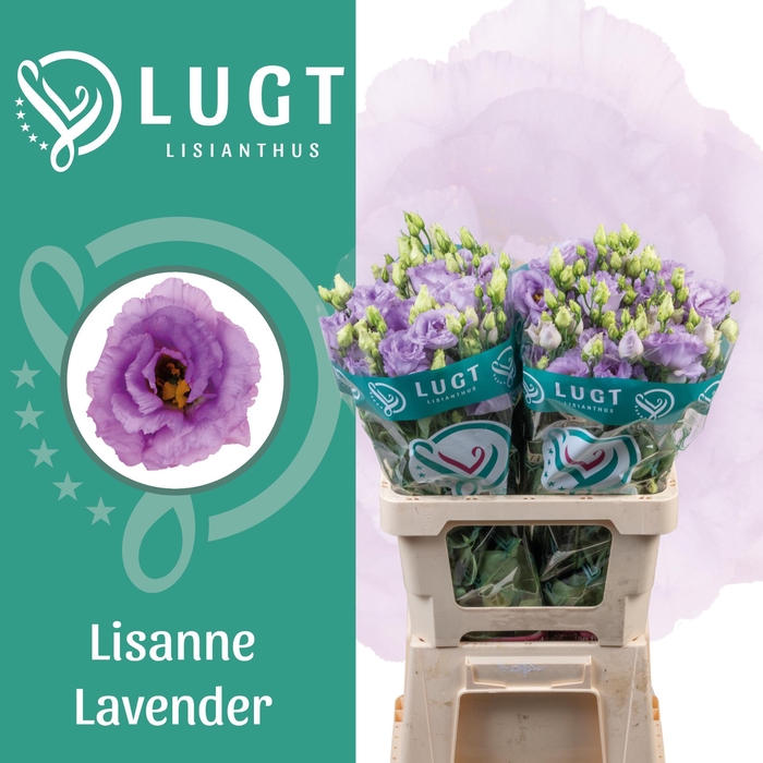 <h4>Lisianthus Lisanne Lavendel 996</h4>