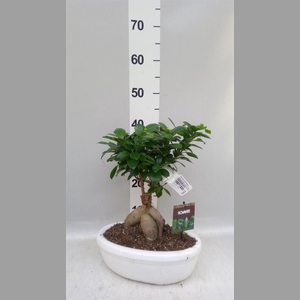 Ficus microcarpa 'Ginseng'