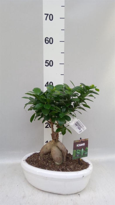 <h4>Ficus microcarpa 'Ginseng'</h4>