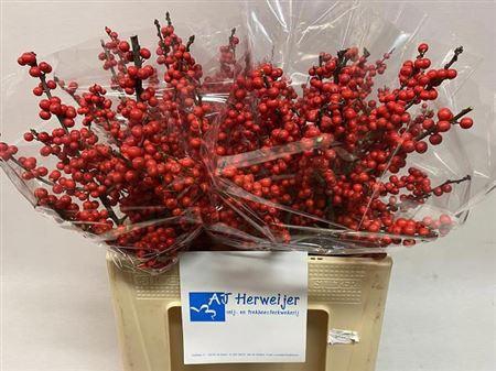 <h4>Ilex Ve Rode Bes</h4>