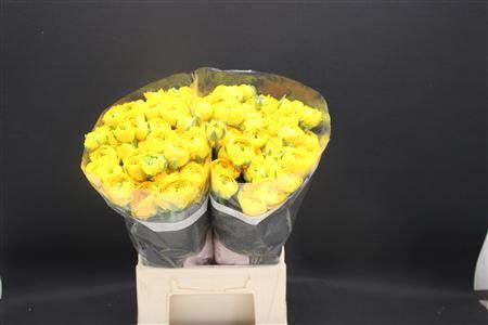 <h4>Ran Extra Yellow</h4>