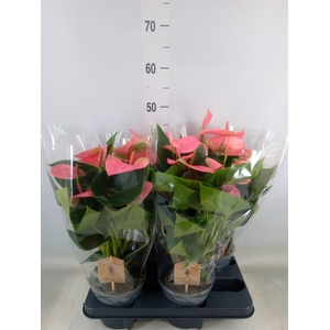 Anthurium andr. 'Sweet Dream'