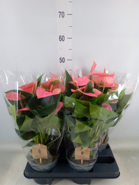 <h4>Anthurium andr. 'Sweet Dream'</h4>