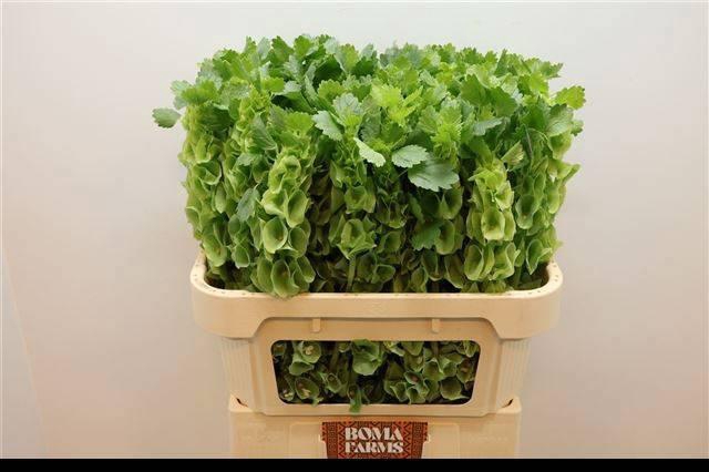 <h4>MOLUCCELLA STUK</h4>