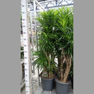 Dracaena refl. 'Anita'