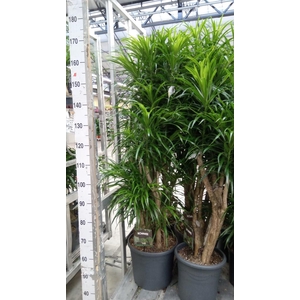 Dracaena refl. 'Anita'