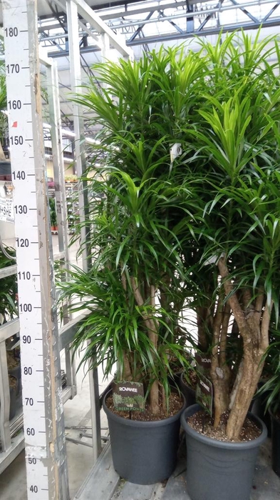 <h4>Dracaena refl. 'Anita'</h4>
