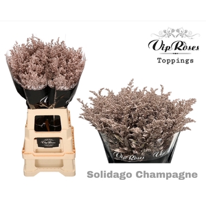 SOLIDAGO CHAMPAGNE