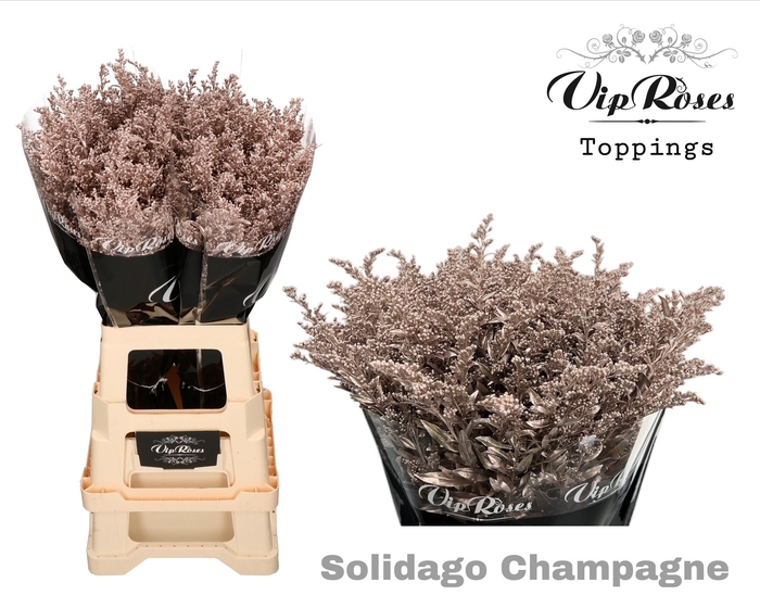 <h4>SOLIDAGO CHAMPAGNE</h4>