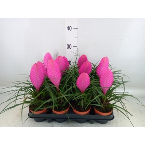 Tillandsia cyanea 'Anita'