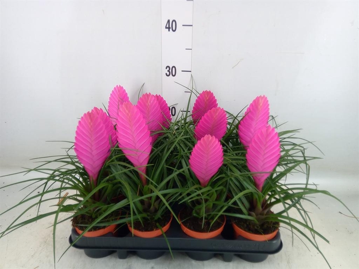 <h4>Tillandsia cyanea 'Anita'</h4>