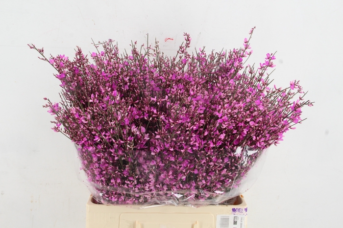 <h4>GINSTER LILLA 400GR</h4>