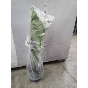 Alocasia  'Portodora'