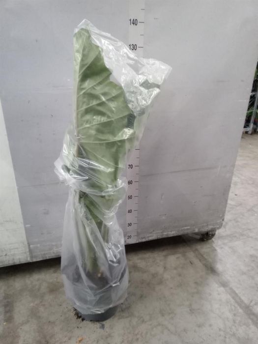 <h4>Alocasia  'Portodora'</h4>