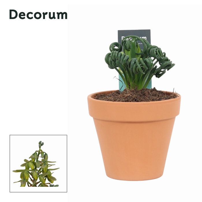<h4>Albuca Spiralis Frizzle Sizzle Keramiek Terracotta</h4>