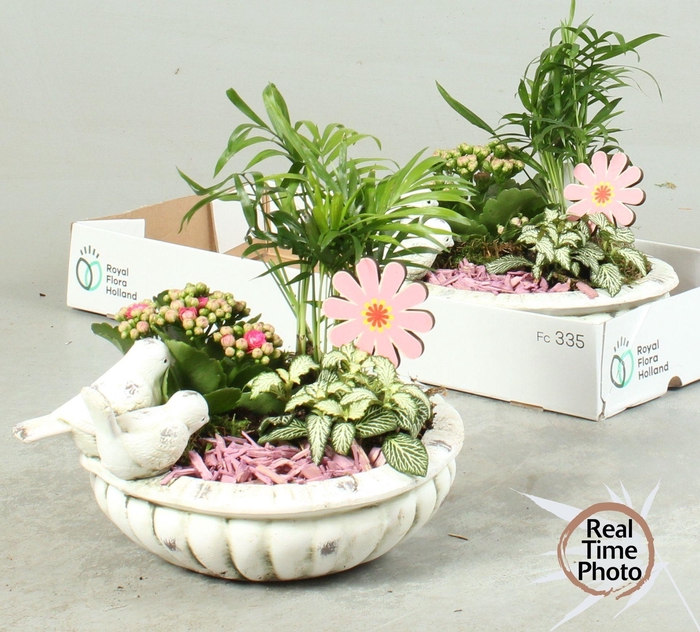 <h4>ARR KAMERPL</h4>