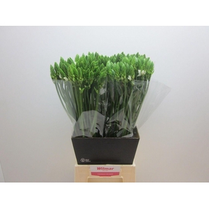 Ornit Thyrsoides Wilmar Vrolijk